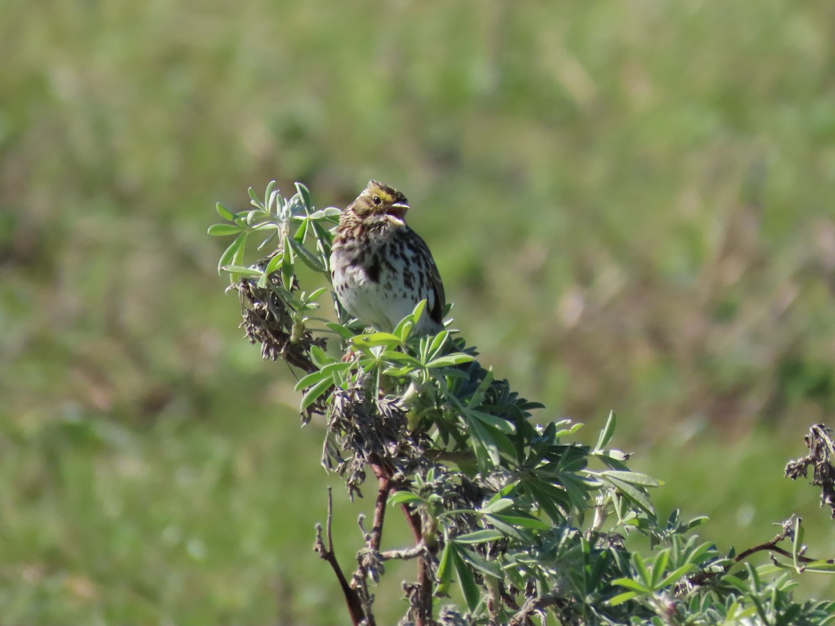 Savannah Sparrow - ML615324216