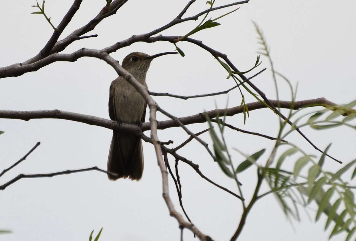 Spot-throated Hummingbird - ML615324223