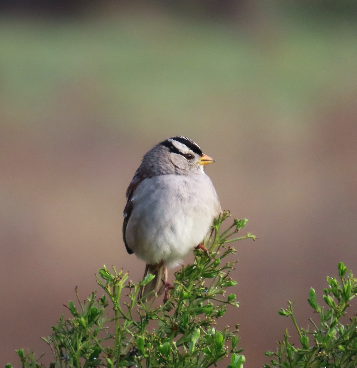 White-crowned Sparrow - Maggie Smith
