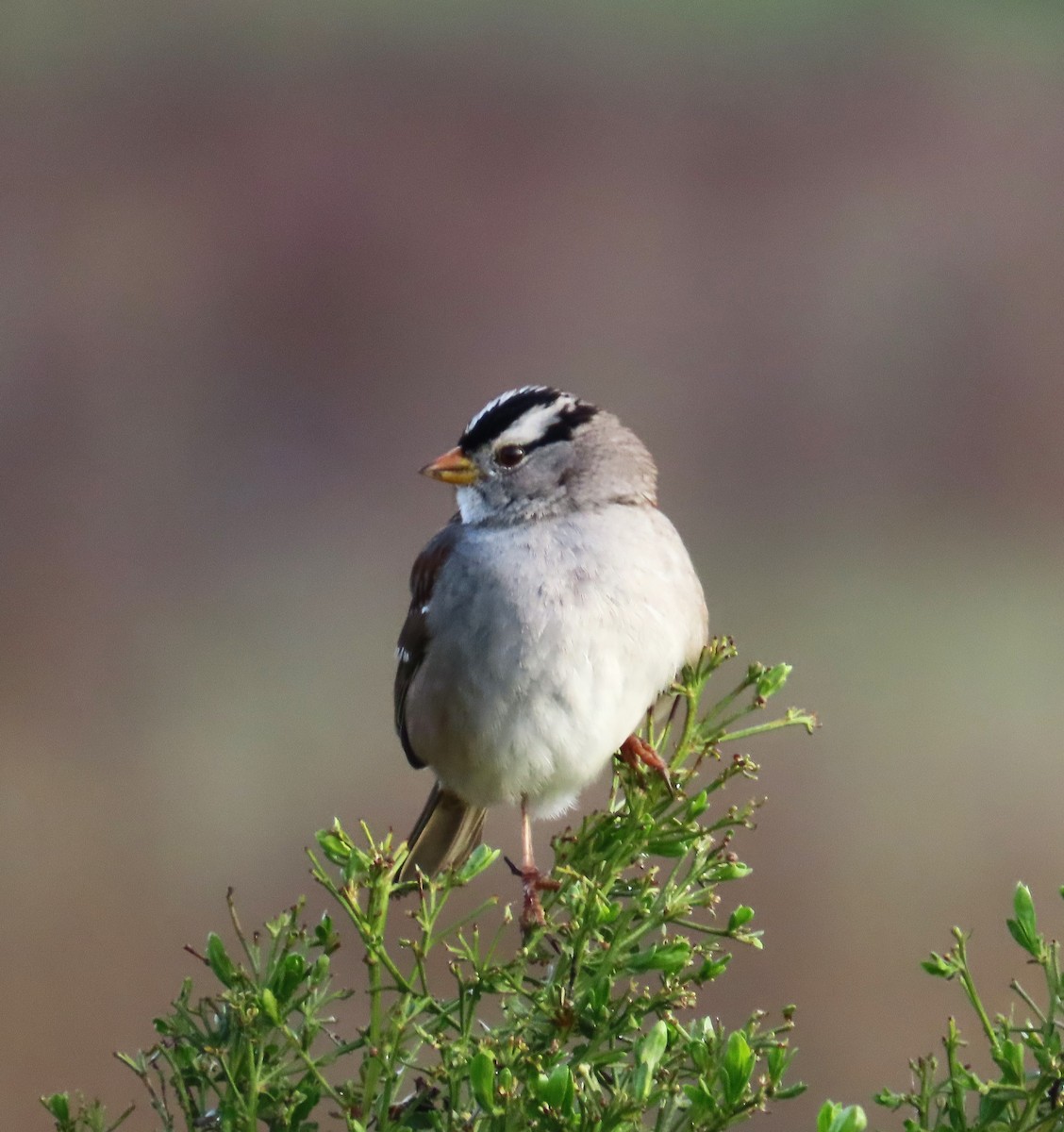 White-crowned Sparrow - Maggie Smith