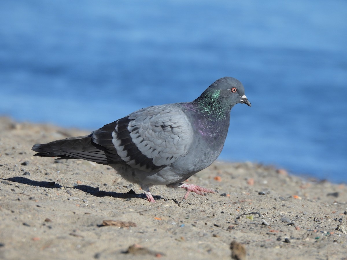 Rock Pigeon (Feral Pigeon) - ML615324772