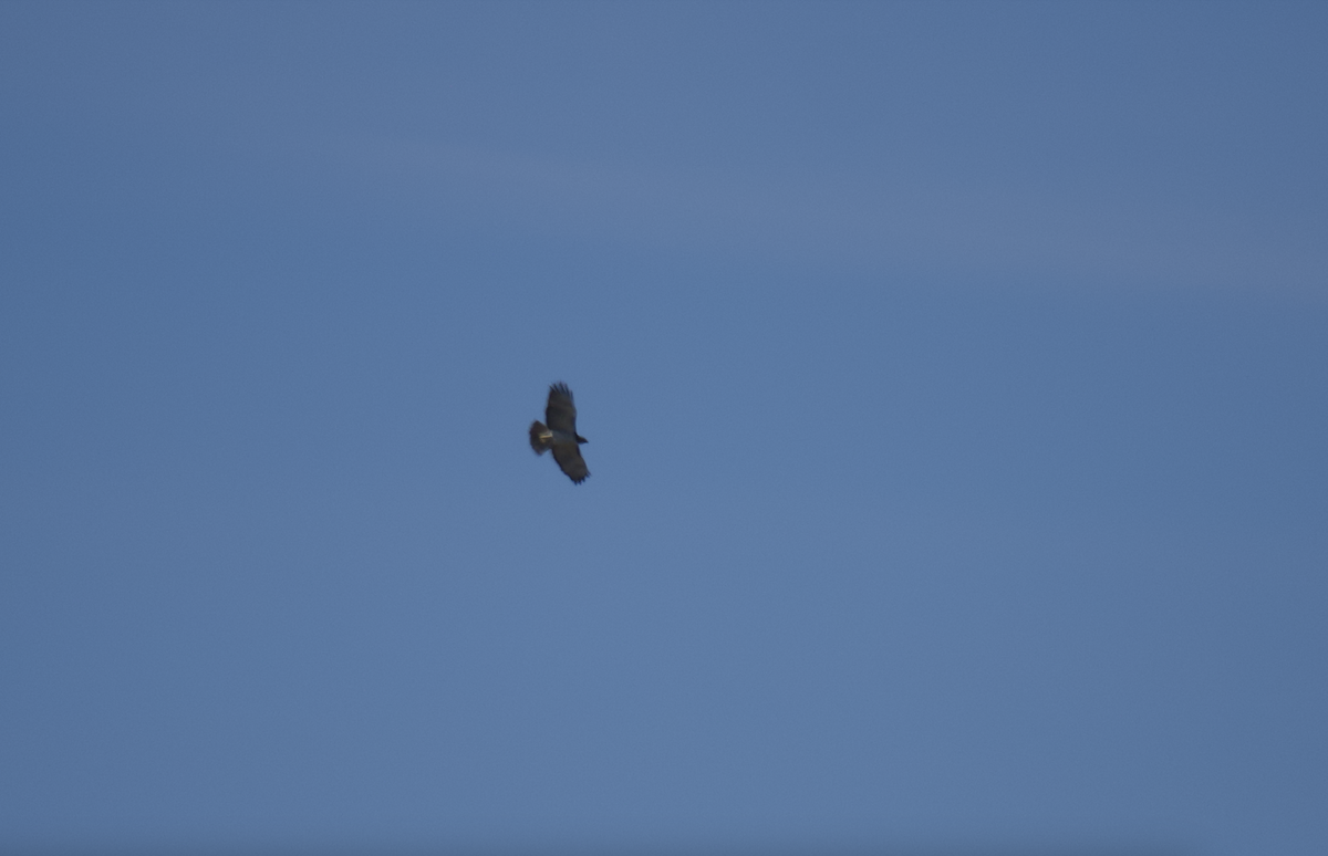 Red-tailed Hawk (fuertesi) - ML615325118