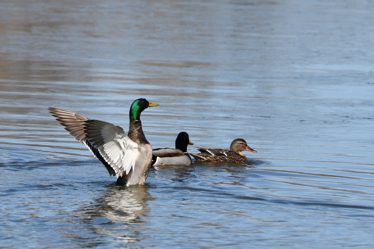 Ebird Checklist Feb John Heinz Nwr Impoundment Philadelphia Co Species