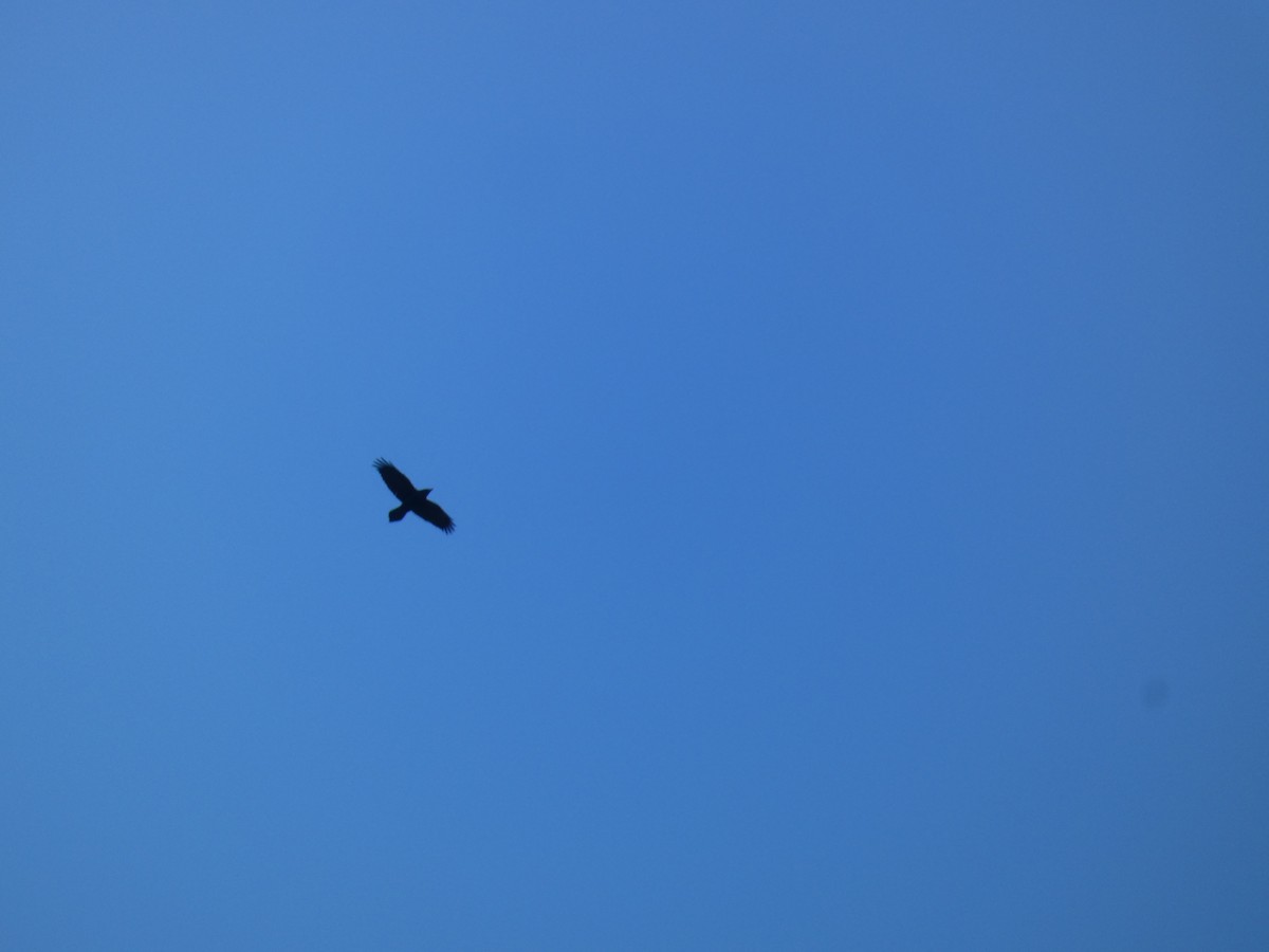 Common Raven - ML615325284