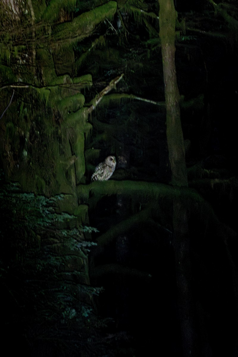 Barred Owl - Ken Chamberlain