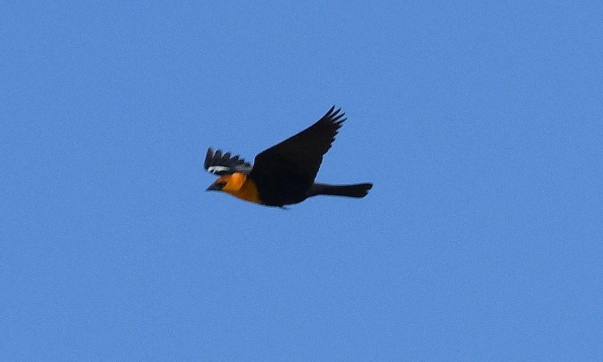 Yellow-headed Blackbird - Doug Orama