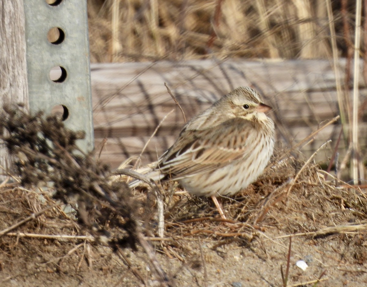Savannah Sparrow (Ipswich) - ML615325892