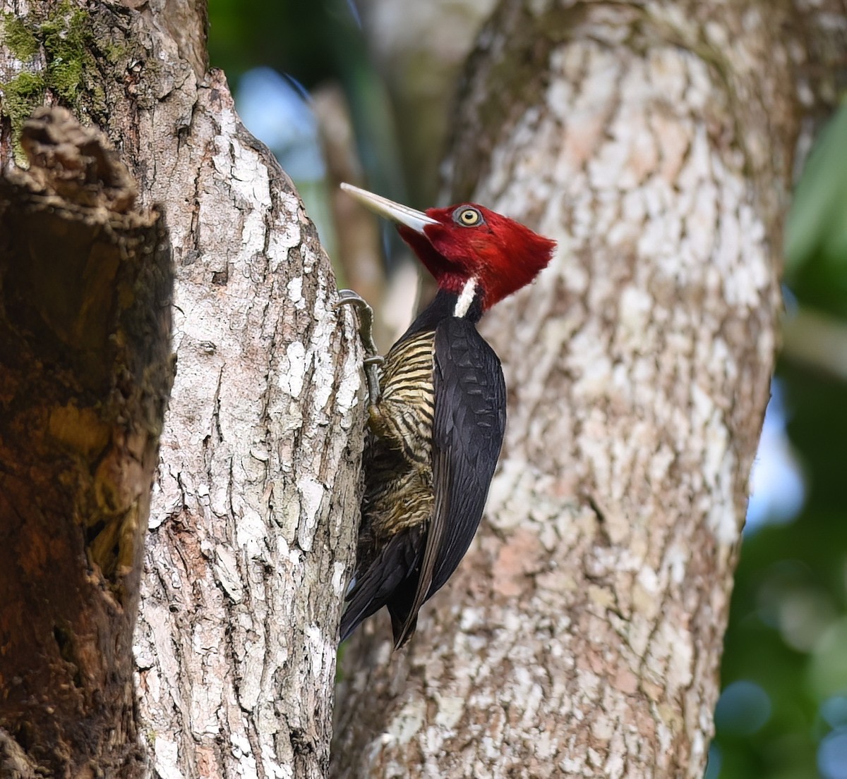 Pale-billed Woodpecker - Chris Gaffan