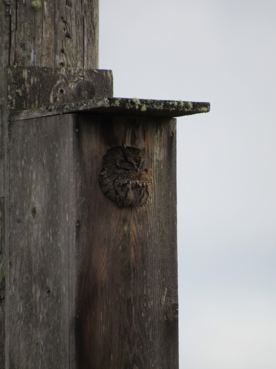 Western Screech-Owl - ML615325994