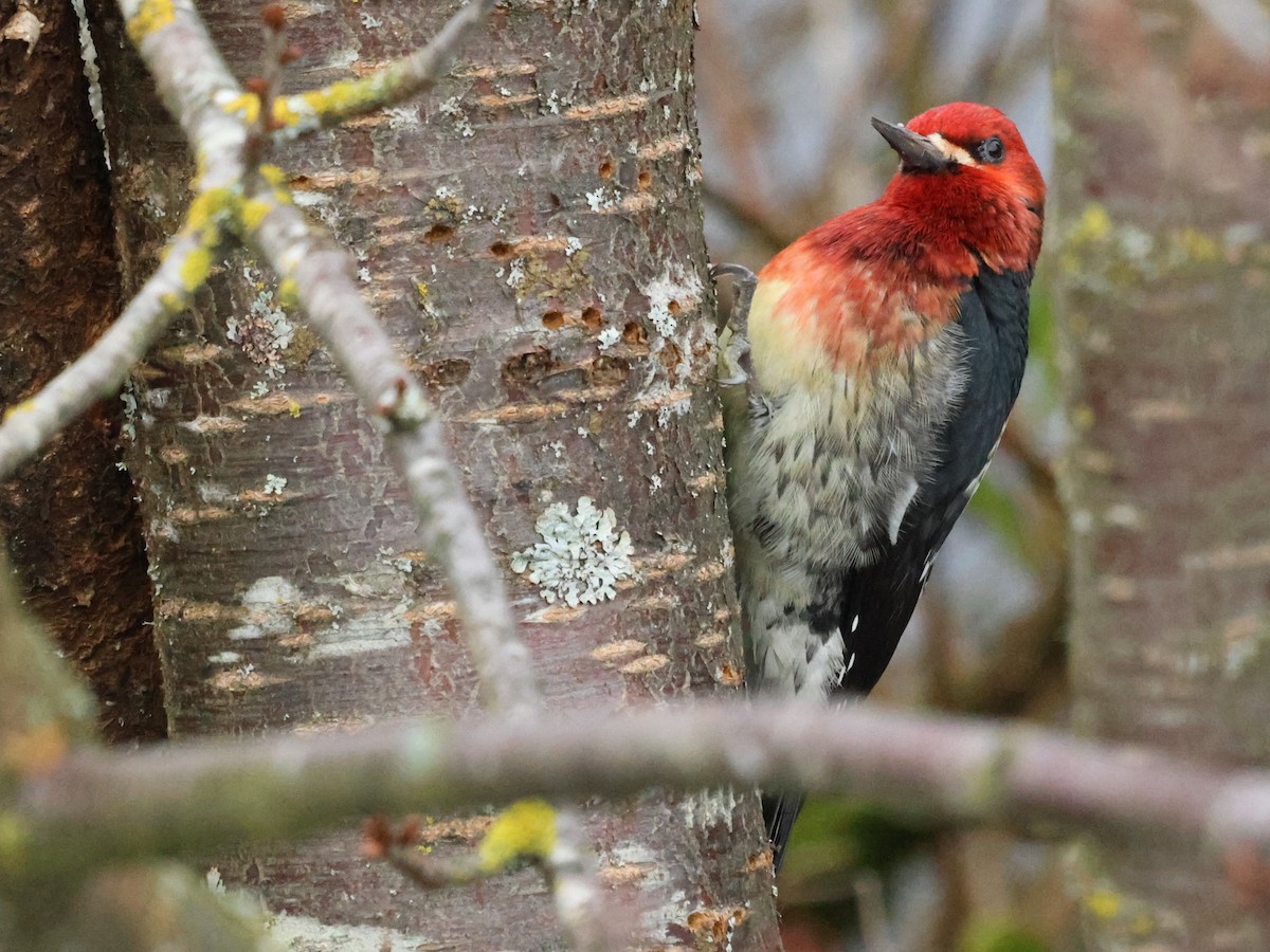 Red-breasted Sapsucker - ML615326056