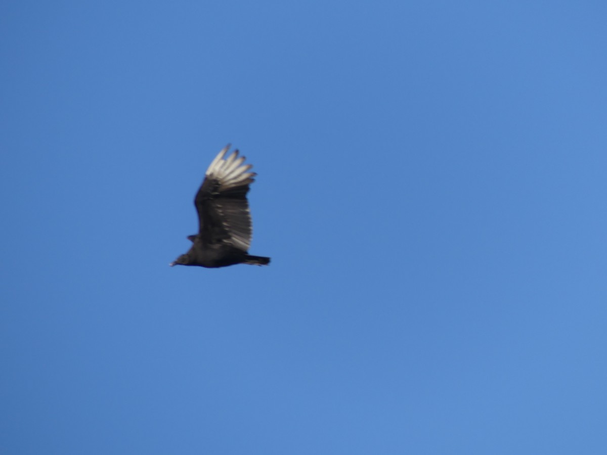 Black Vulture - ML615326457