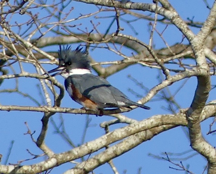 Belted Kingfisher - ML615326489