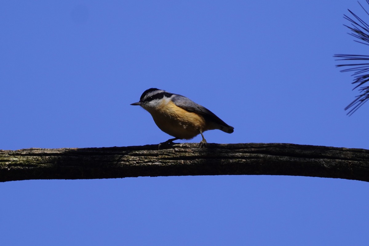 Red-breasted Nuthatch - ML615326599