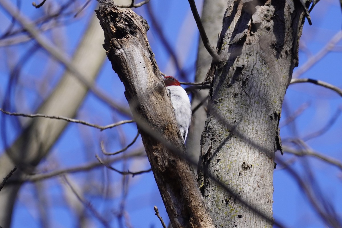 Red-headed Woodpecker - ML615326612