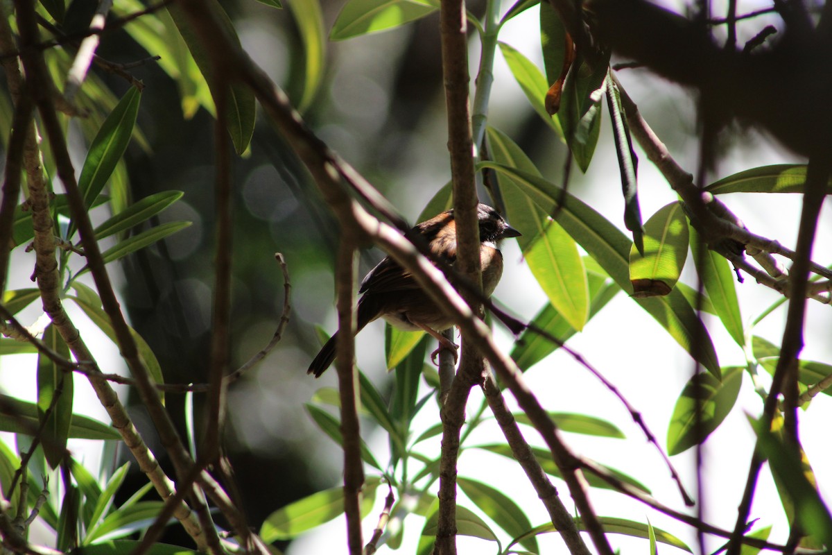 Rufous-collared Sparrow - ML615326700