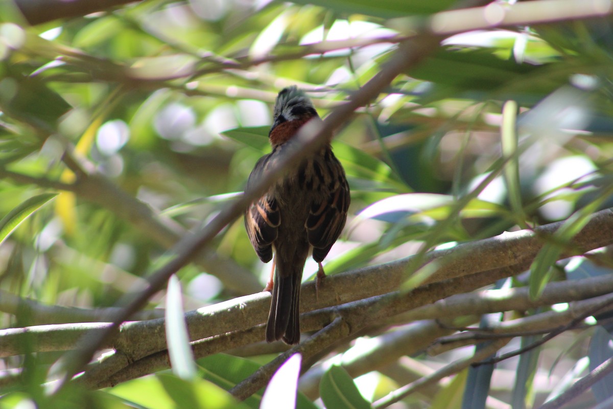 Rufous-collared Sparrow - ML615326701