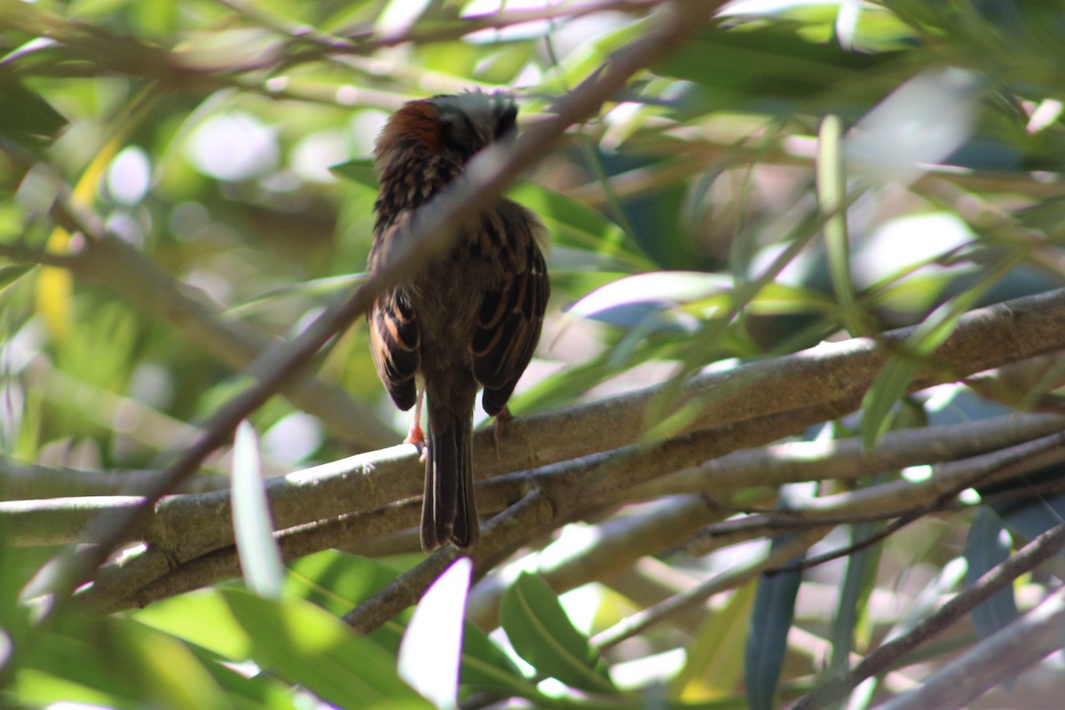 Rufous-collared Sparrow - Cristhian Moreira