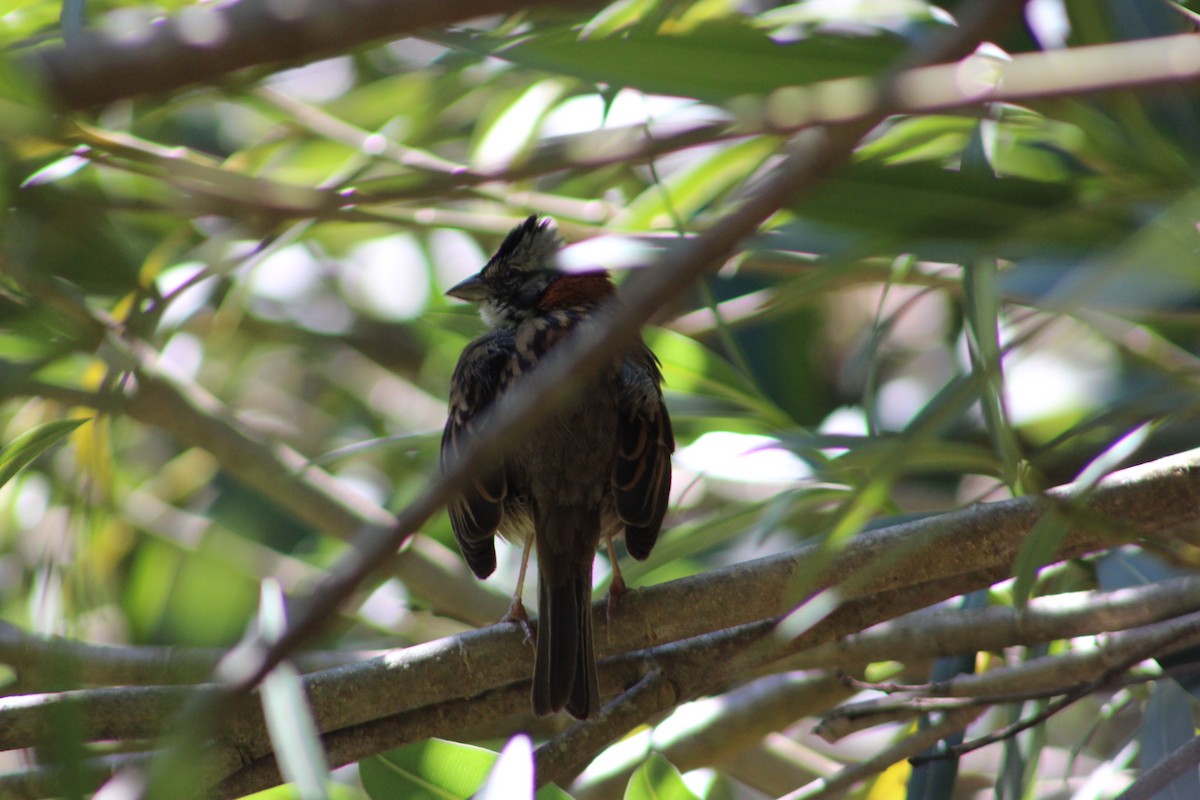 Rufous-collared Sparrow - Cristhian Moreira