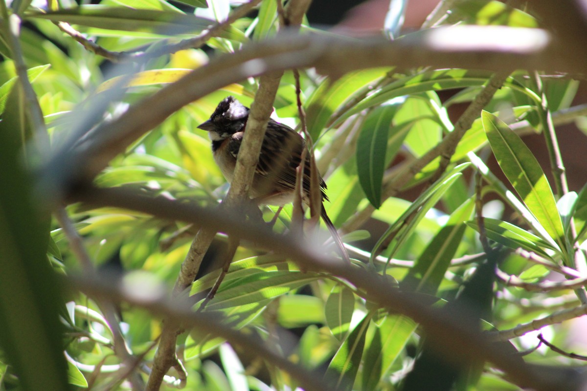 Rufous-collared Sparrow - ML615326706