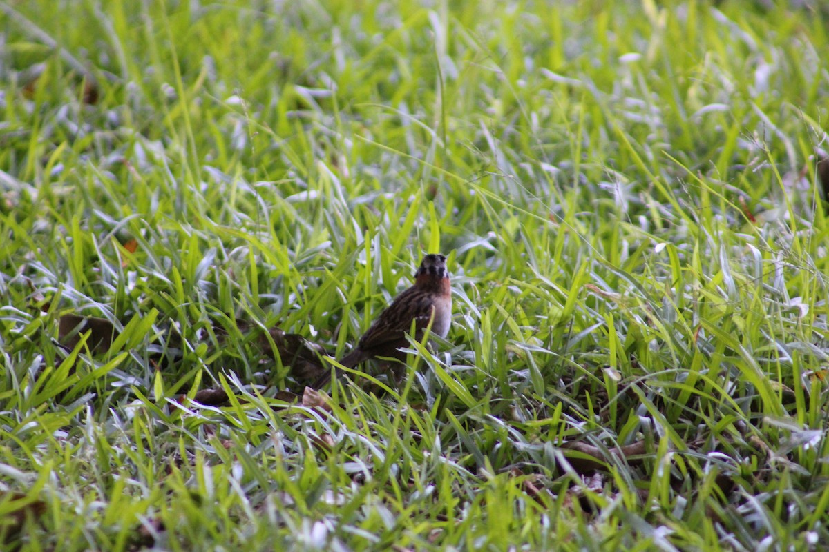 Rufous-collared Sparrow - ML615326772