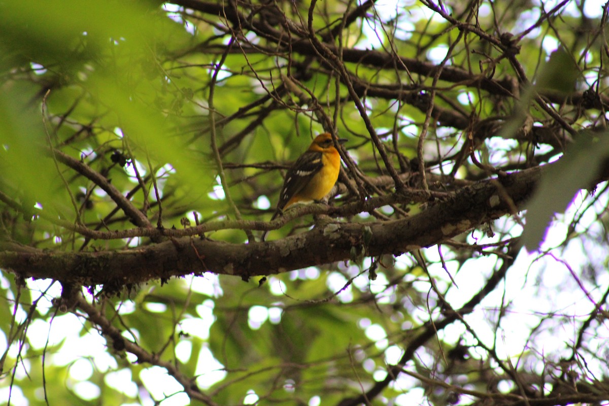 Flame-colored Tanager - ML615326985