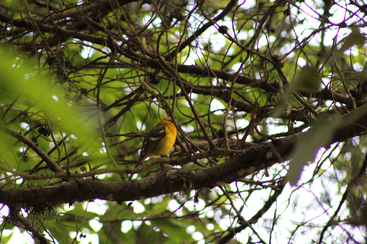 Flame-colored Tanager - ML615326994