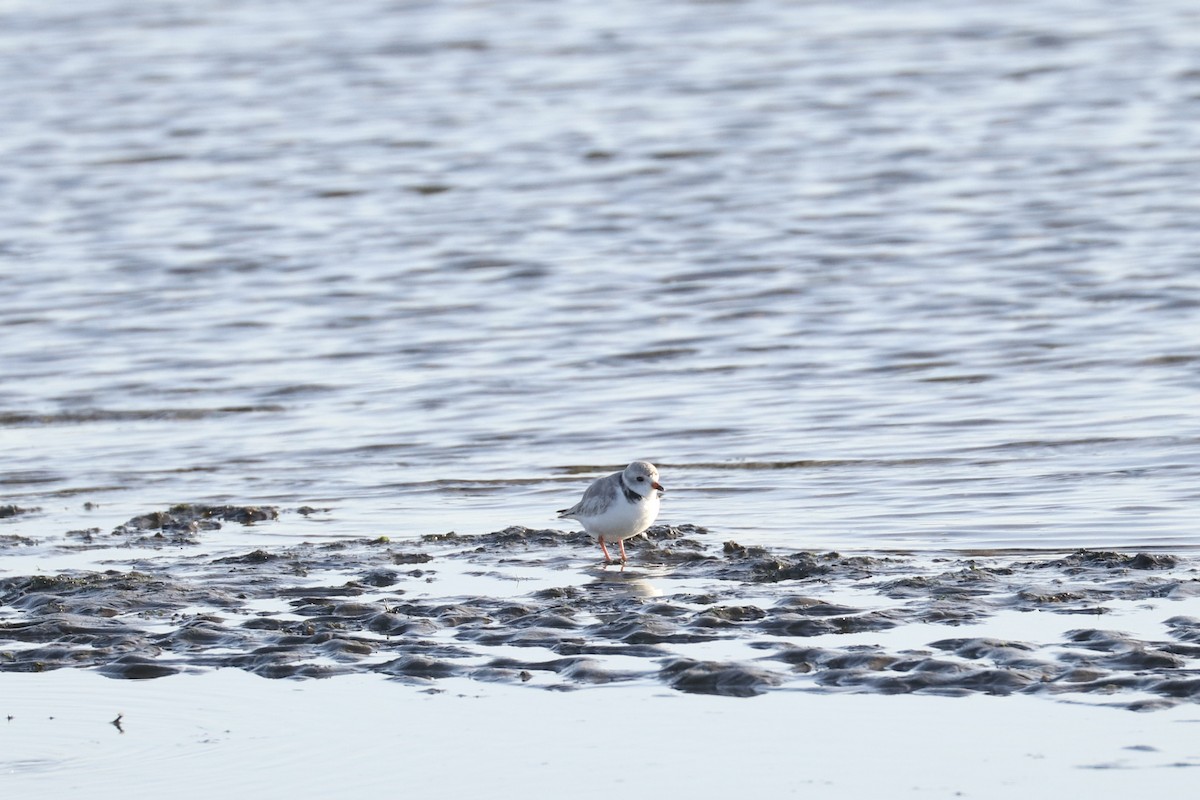 Piping Plover - ML615327059