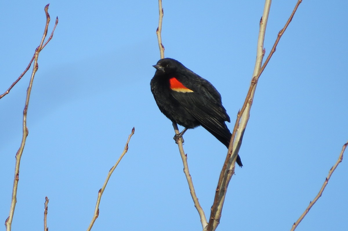 Red-winged Blackbird - ML615327123