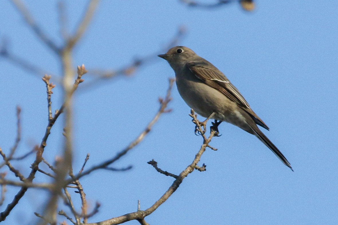 Townsend's Solitaire - ML615327136