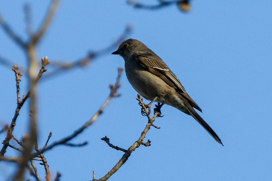Townsend's Solitaire - ML615327140
