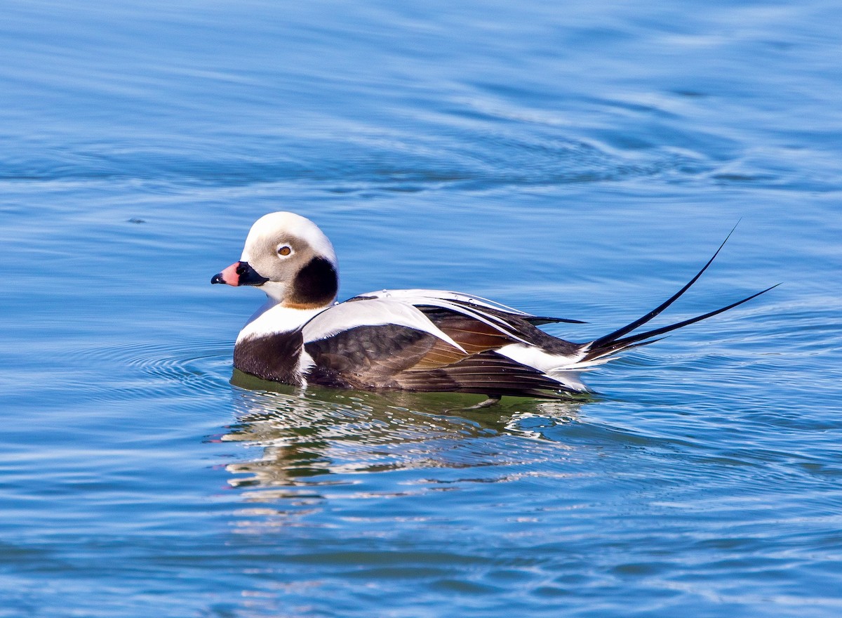 Long-tailed Duck - ML615327147