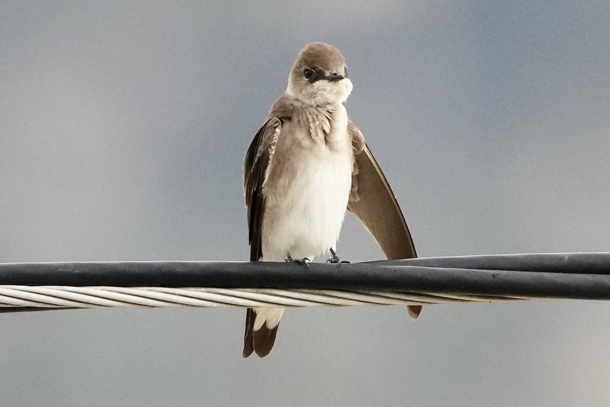 Northern Rough-winged Swallow - ML615327307