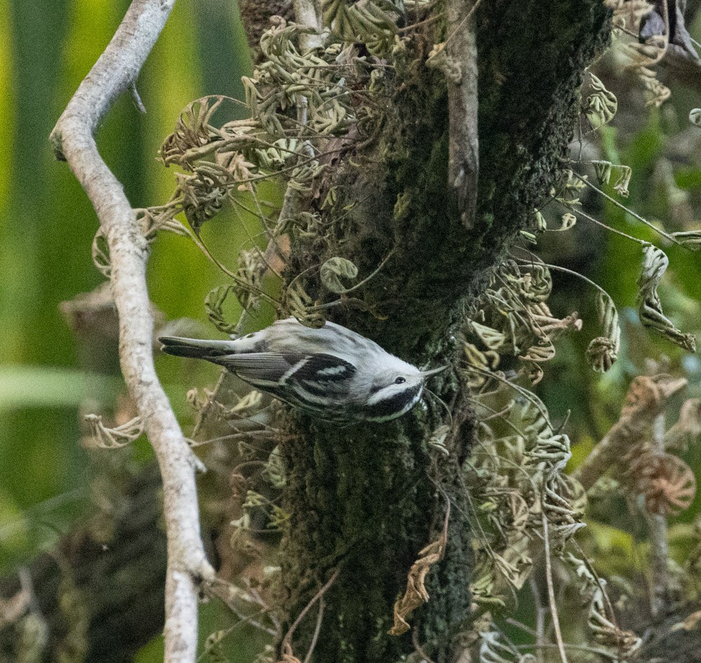 Black-and-white Warbler - ML615327350