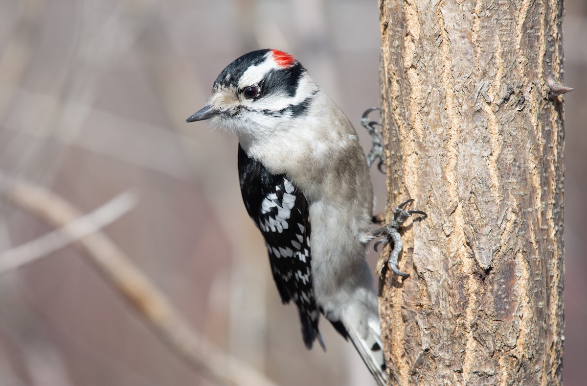 Downy Woodpecker (Eastern) - Anthony Vanderheyden