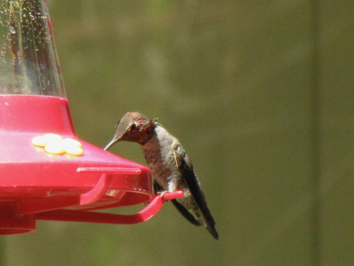 Anna's Hummingbird - ML615327604