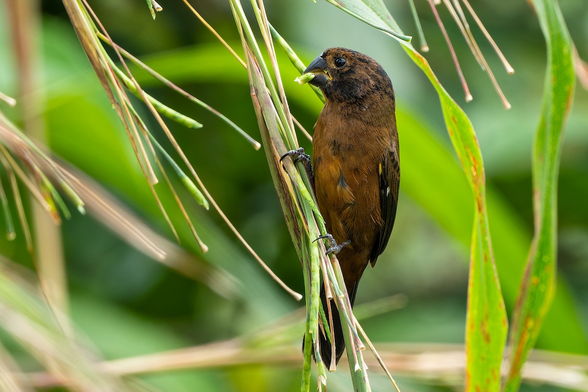 Thick-billed Seed-Finch - ML615328130