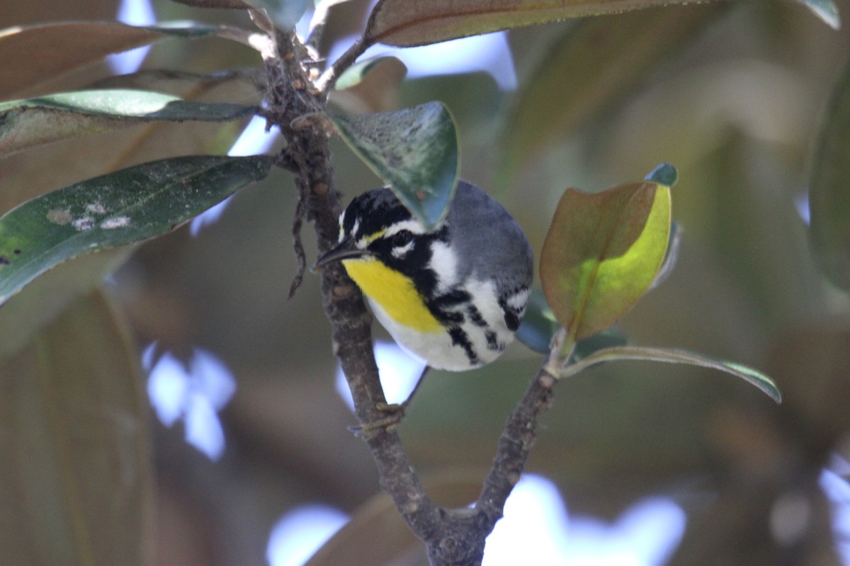 Yellow-throated Warbler - ML615328266