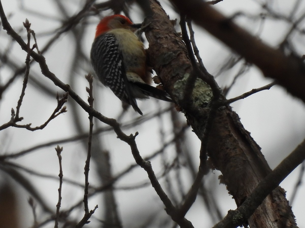 Red-bellied Woodpecker - ML615328444