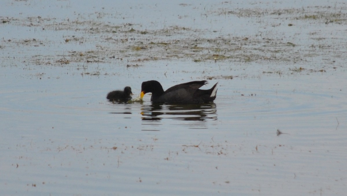 Red-fronted Coot - ML615328524