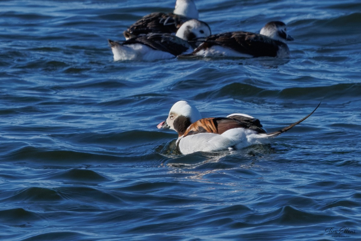 Long-tailed Duck - ML615328537