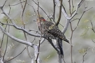 Northern Flicker (Yellow-shafted) - ML615328596