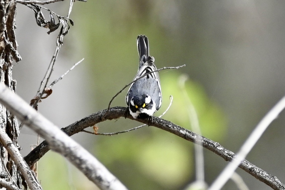 Black-throated Gray Warbler - ML615328637