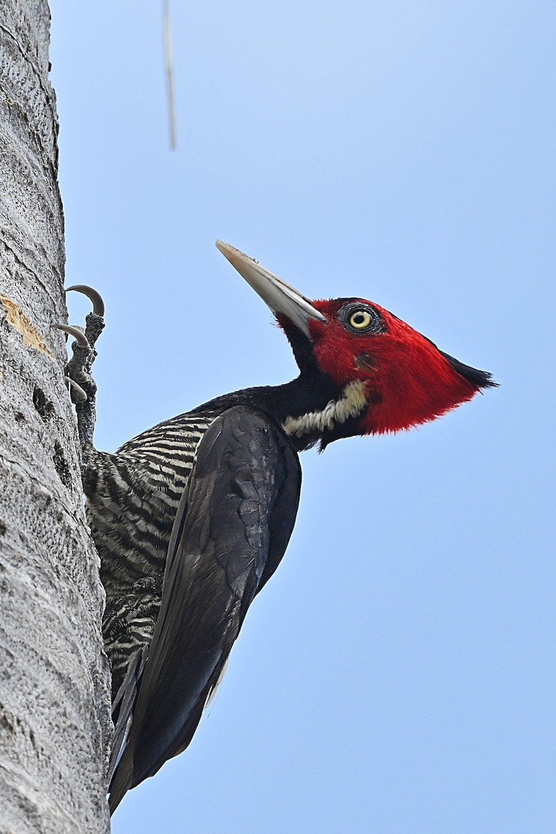 Pale-billed Woodpecker - André Lanouette