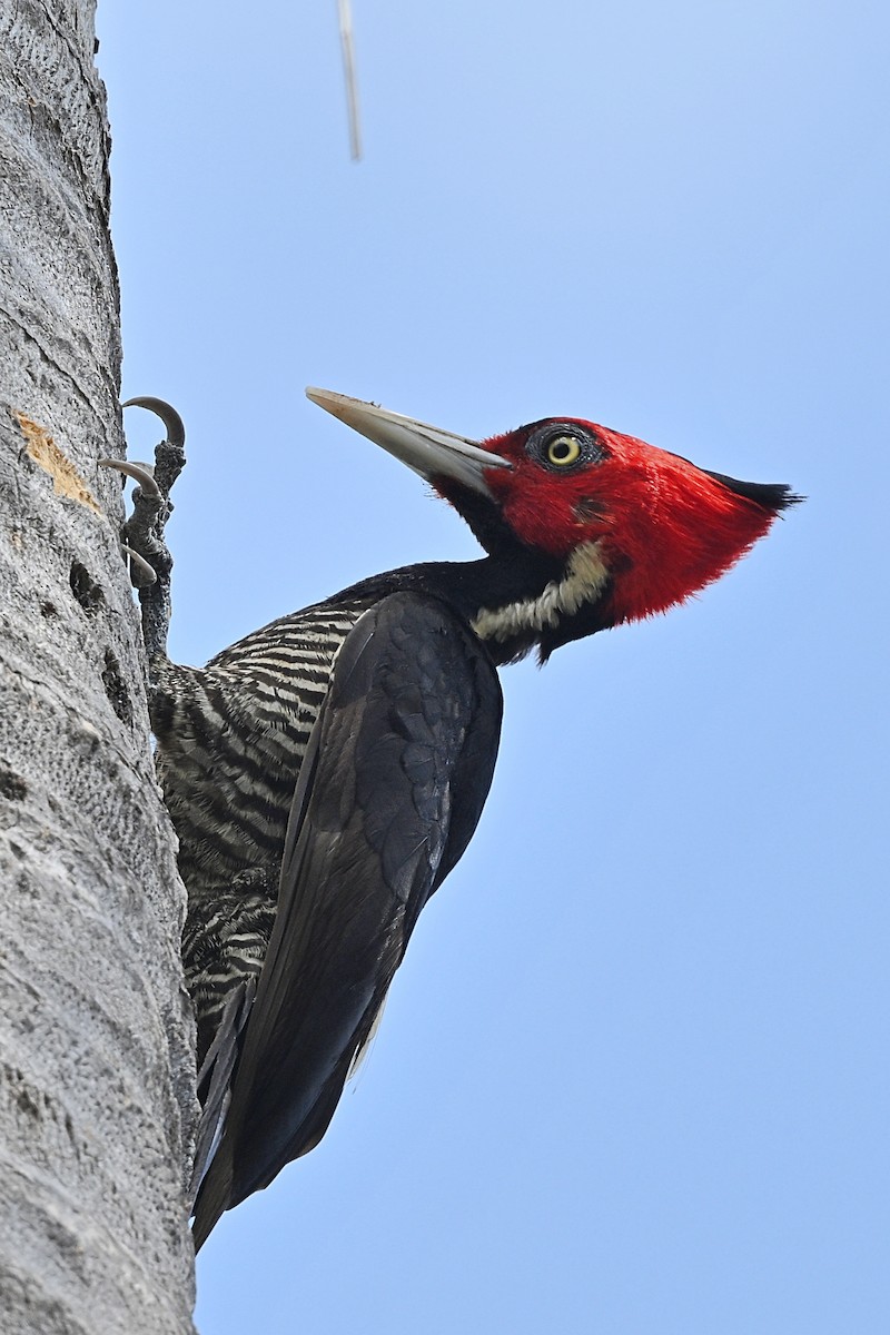 Pale-billed Woodpecker - ML615328867