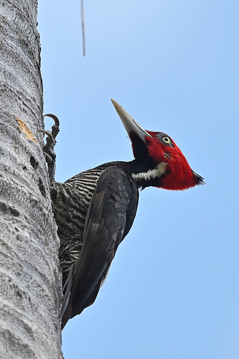 Pale-billed Woodpecker - ML615328868