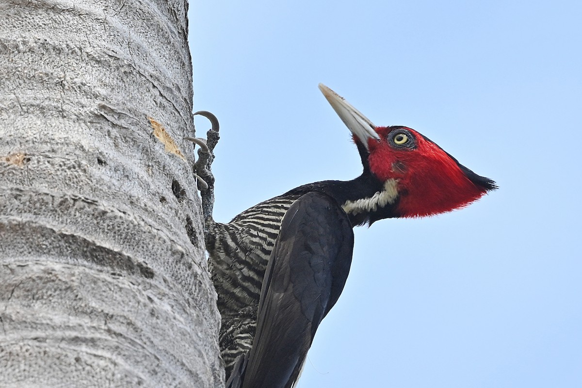 Pale-billed Woodpecker - ML615328869