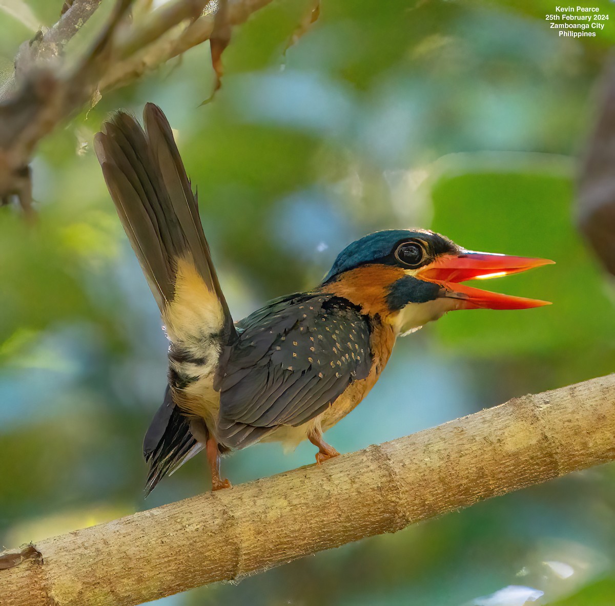 Blue-capped Kingfisher - ML615329007