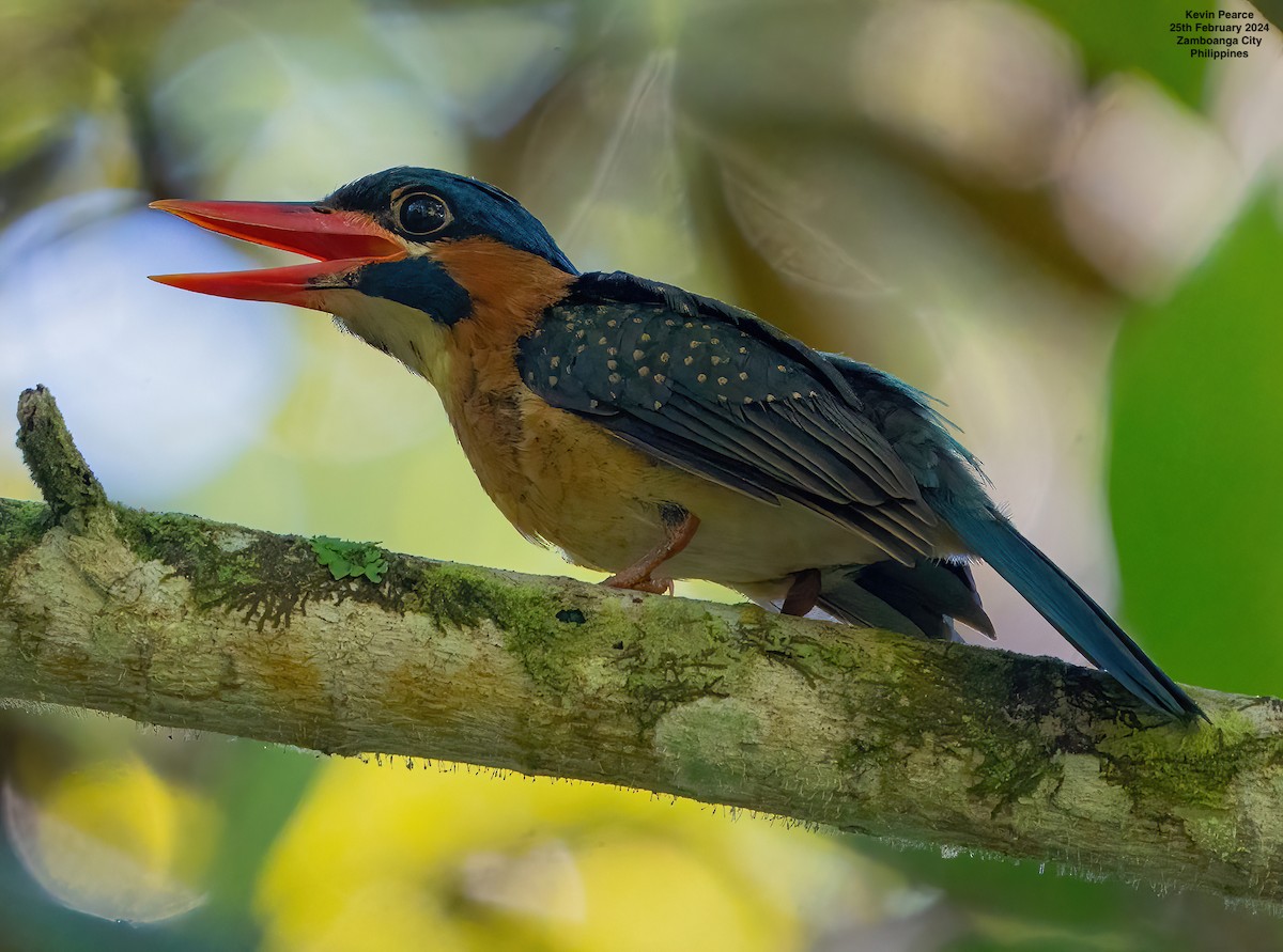 Blue-capped Kingfisher - ML615329015