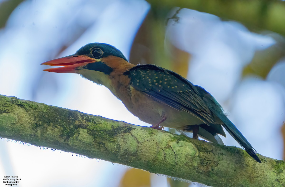 Blue-capped Kingfisher - ML615329017