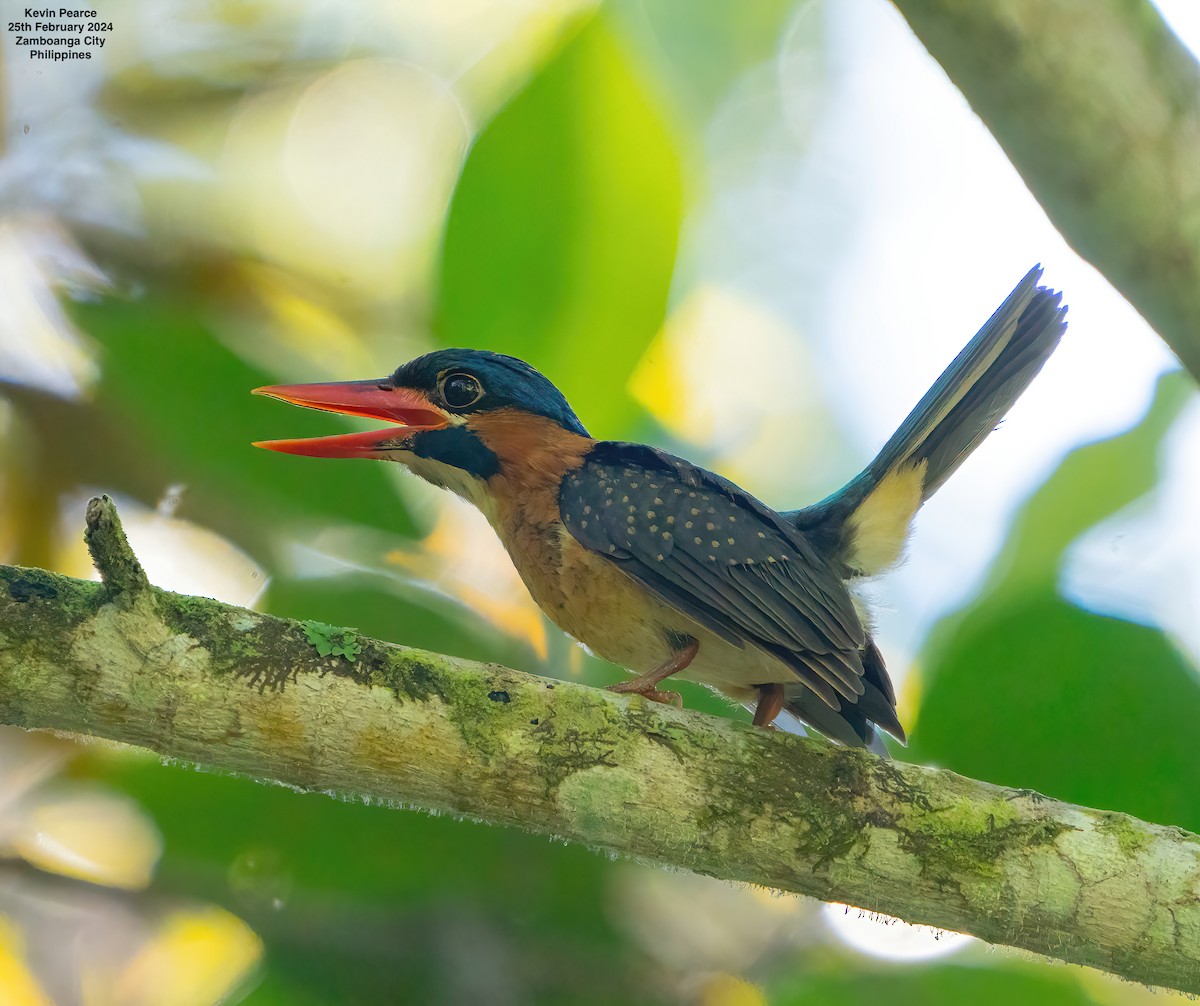 Blue-capped Kingfisher - ML615329018